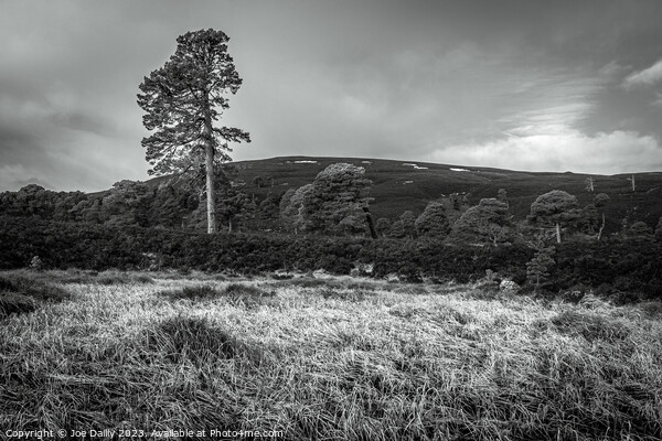 Majestic Scots pine Trees in the Cairngorm Mountains  Picture Board by Joe Dailly