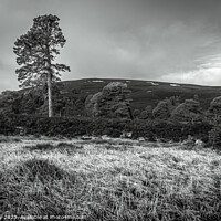 Buy canvas prints of Majestic Scots pine Trees in the Cairngorm Mountains  by Joe Dailly