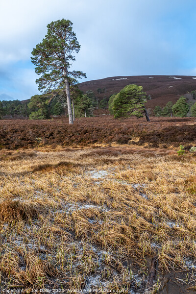 Majestic Scots pine Trees in the Cairngorm Mountains  Picture Board by Joe Dailly