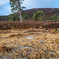 Buy canvas prints of Majestic Scots pine Trees in the Cairngorm Mountains  by Joe Dailly