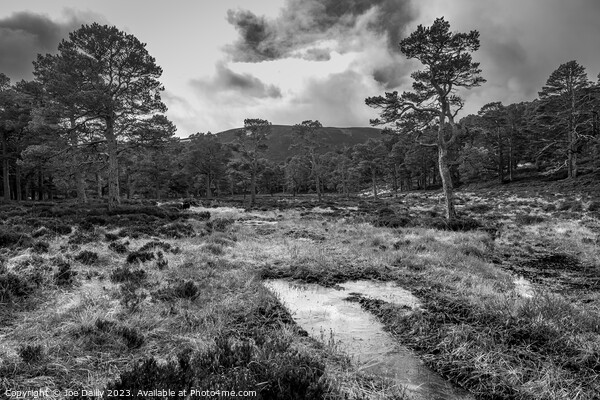 Scots pine trees in the Cairngorm National Park in Mono Picture Board by Joe Dailly
