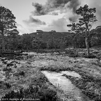 Buy canvas prints of Scots pine trees in the Cairngorm National Park in Mono by Joe Dailly