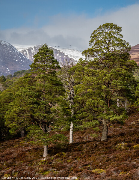 Cairngorm Mountains from the Forest of Mar Picture Board by Joe Dailly