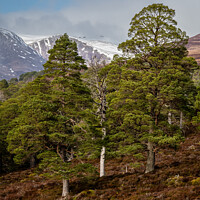 Buy canvas prints of Cairngorm Mountains from the Forest of Mar by Joe Dailly