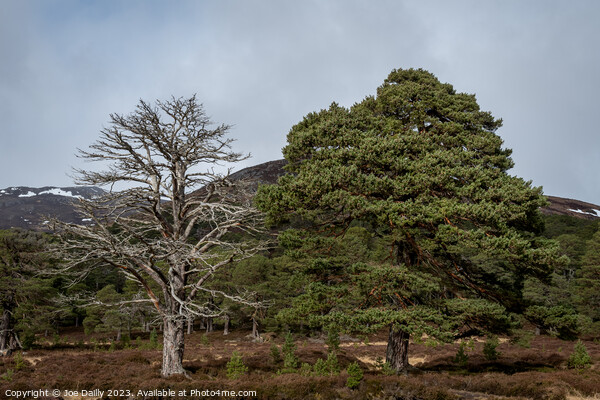 Majestic Scots pine trees in the Cairngorm Nationa Picture Board by Joe Dailly
