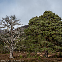 Buy canvas prints of Majestic Scots pine trees in the Cairngorm Nationa by Joe Dailly