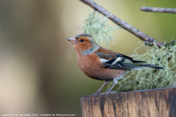 Chaffinch Picture Board by Joe Dailly