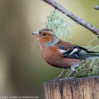 Buy canvas prints of Chaffinch by Joe Dailly