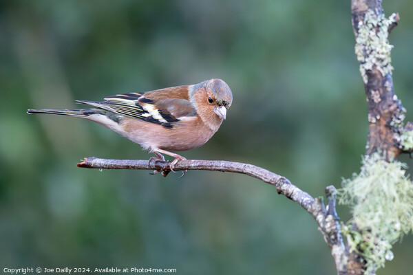 Chaffinch perched on a branch Picture Board by Joe Dailly