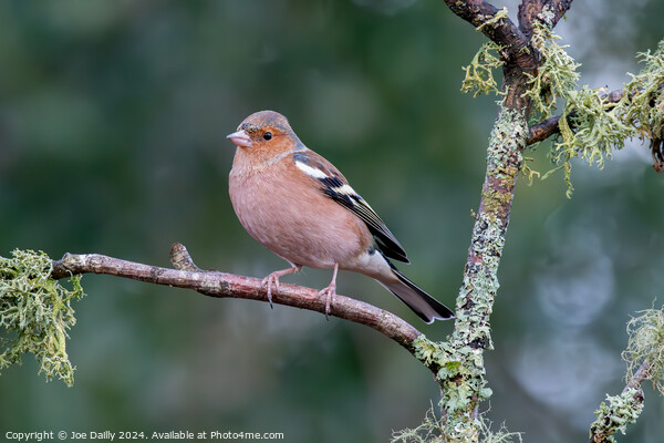 Chaffinch perched on a branch Picture Board by Joe Dailly
