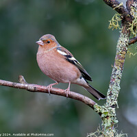 Buy canvas prints of Chaffinch perched on a branch by Joe Dailly