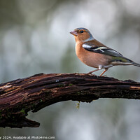 Buy canvas prints of Chaffinch perched on a branch by Joe Dailly