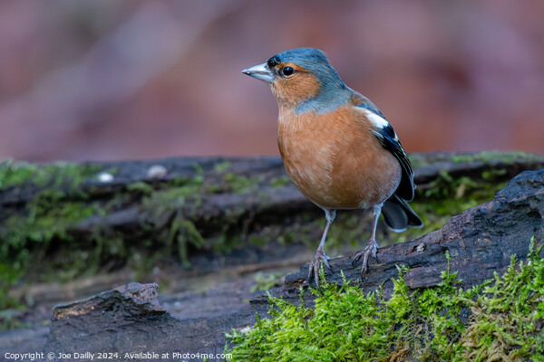 A Chaffinch bird perched on a log Picture Board by Joe Dailly