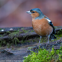 Buy canvas prints of A Chaffinch bird perched on a log by Joe Dailly