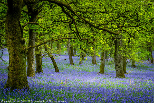 Kinclaven Bluebell Woods Perthshire Scotland Picture Board by Joe Dailly
