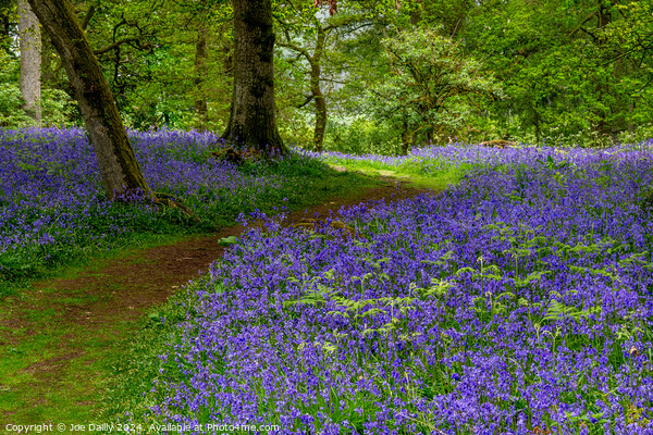 Kinclaven Bluebell Woods Perthshire Scotland Picture Board by Joe Dailly