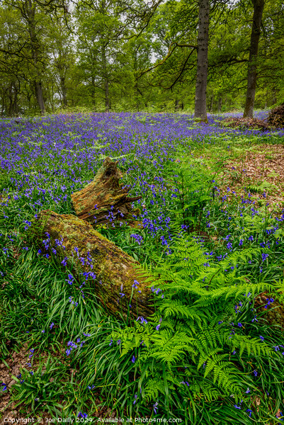  Kinclaven Bluebell Woods Perthshire Scotland Picture Board by Joe Dailly