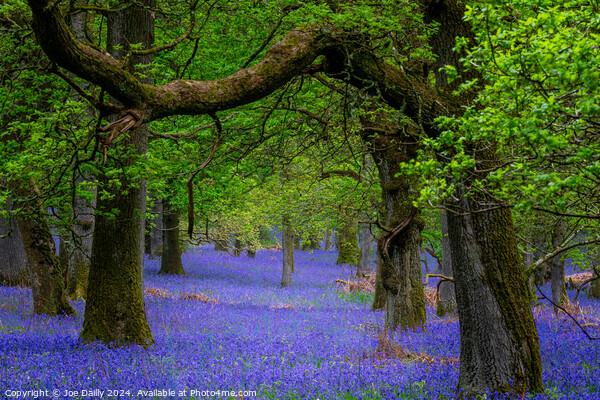  Kinclaven Bluebell Woods Perthshire Scotland Picture Board by Joe Dailly