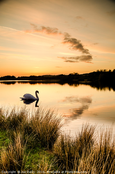 Sunset silhouette swan.  Picture Board by Joe Dailly