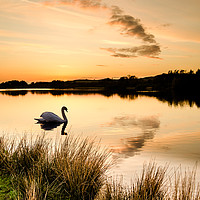 Buy canvas prints of Sunset silhouette swan.  by Joe Dailly