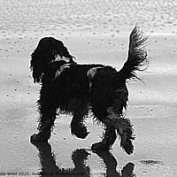 Buy canvas prints of A Cocker Spaniel walking on a wet beach by Tom Wade-West