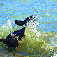 Buy canvas prints of Cocker Spaniel jumping into the sea by Tom Wade-West