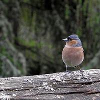 Buy canvas prints of Wild Chaffinch on a fence by Rhonda Surman