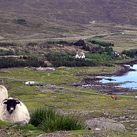 Buy canvas prints of Harris Sheep at Loch Seaforth by Rhonda Surman