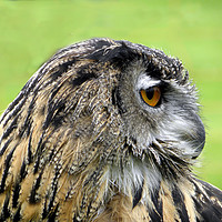 Buy canvas prints of Eurasian Eagle Owl by Rhonda Surman