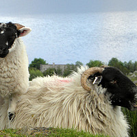 Buy canvas prints of Hebridean black face sheep by Rhonda Surman