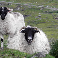 Buy canvas prints of Hebridean black faced sheep by Rhonda Surman