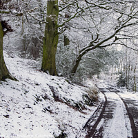 Buy canvas prints of Snowy Woodland Track by Colin Green