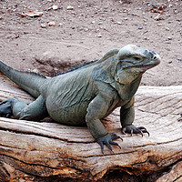 Buy canvas prints of large green iguana by Paul Shaw