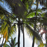 Buy canvas prints of sun through the palms by Paul Shaw