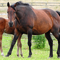 Buy canvas prints of horse and foal by Paul Shaw