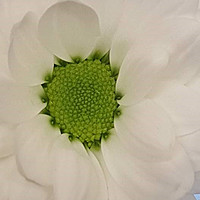 Buy canvas prints of white flower by Paul Shaw