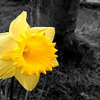 Buy canvas prints of Daffodil : Colour in a grey world by Christopher Kiddle
