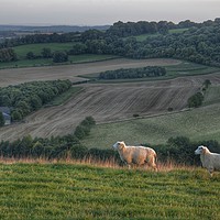 Buy canvas prints of Landscape with sheep by Brian Pearce