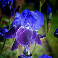 Buy canvas prints of Iris by Brian Pearce