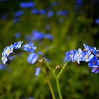 Buy canvas prints of Forget Me Not by Brian Pearce