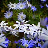 Buy canvas prints of Blue Daisy by Brian Pearce