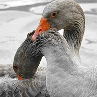 Buy canvas prints of Geese in Love by Brian Pearce