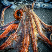 Buy canvas prints of Octopus by Brian Pearce