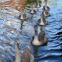 Buy canvas prints of Swans- West Mills Canal - Newbury by Brian Pearce