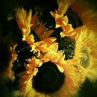 Buy canvas prints of Sunflowers  by Brian Pearce