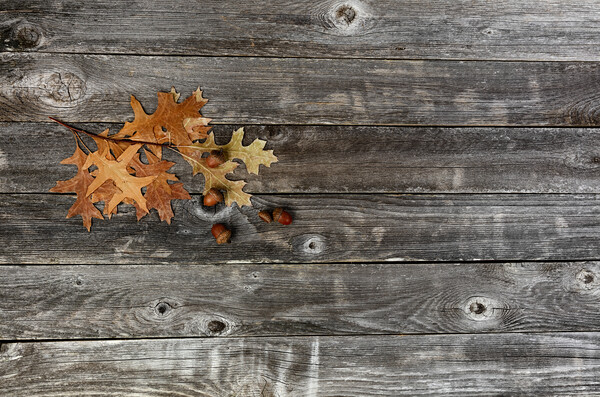 Seasonal oak leaves with acorns on a rustic wood background for  Picture Board by Thomas Baker