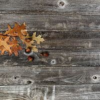 Buy canvas prints of Seasonal oak leaves with acorns on a rustic wood background for  by Thomas Baker