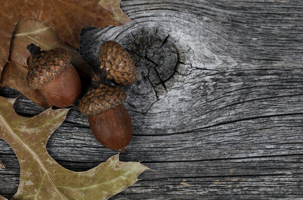 Acorns with oak leaves on rustic wood background for Thanksgivin Picture Board by Thomas Baker
