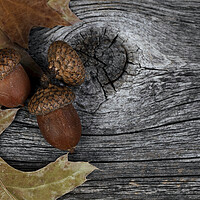 Buy canvas prints of Acorns with oak leaves on rustic wood background for Thanksgivin by Thomas Baker