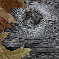 Buy canvas prints of Oak leaves on rustic wood background for Thanksgiving or Hallowe by Thomas Baker